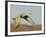 Close-up of Sandhill Crane in Flight Over Mountain, Bosque Del Apache National Wildlife Reserve-Arthur Morris-Framed Photographic Print