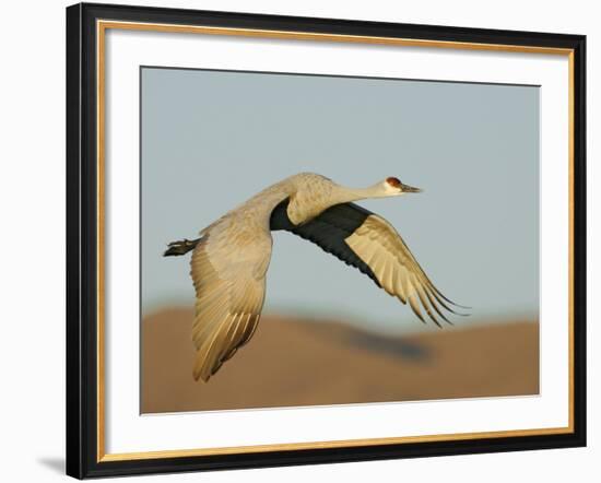 Close-up of Sandhill Crane in Flight Over Mountain, Bosque Del Apache National Wildlife Reserve-Arthur Morris-Framed Photographic Print