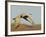 Close-up of Sandhill Crane in Flight Over Mountain, Bosque Del Apache National Wildlife Reserve-Arthur Morris-Framed Photographic Print