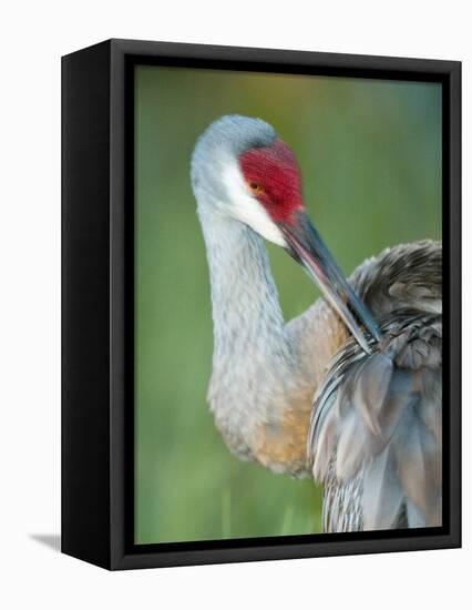 Close-up of Sandhill Crane Preening Its Feathers, Indian Lake Estates, Florida, USA-Arthur Morris-Framed Premier Image Canvas