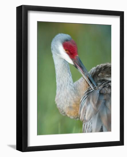 Close-up of Sandhill Crane Preening Its Feathers, Indian Lake Estates, Florida, USA-Arthur Morris-Framed Photographic Print