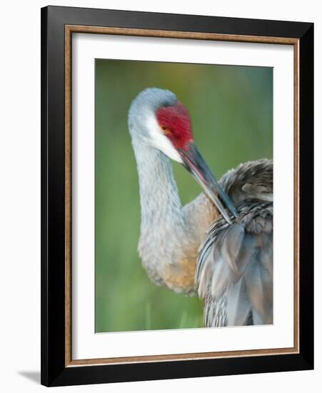 Close-up of Sandhill Crane Preening Its Feathers, Indian Lake Estates, Florida, USA-Arthur Morris-Framed Photographic Print