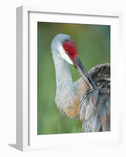 Close-up of Sandhill Crane Preening Its Feathers, Indian Lake Estates, Florida, USA-Arthur Morris-Framed Photographic Print