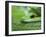 Close Up of Satiny Parrot Snake, Costa Rica-Edwin Giesbers-Framed Photographic Print