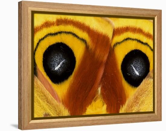 Close-Up of Saturnia Moth Wings, Pennsylvania, USA-Nancy Rotenberg-Framed Premier Image Canvas