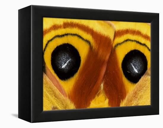 Close-Up of Saturnia Moth Wings, Pennsylvania, USA-Nancy Rotenberg-Framed Premier Image Canvas