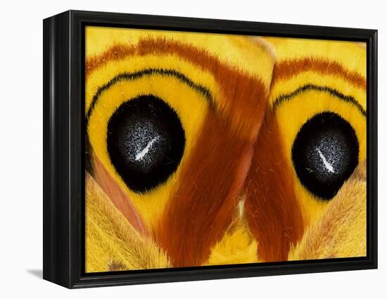 Close-Up of Saturnia Moth Wings, Pennsylvania, USA-Nancy Rotenberg-Framed Premier Image Canvas
