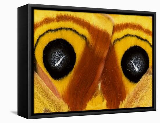 Close-Up of Saturnia Moth Wings, Pennsylvania, USA-Nancy Rotenberg-Framed Premier Image Canvas