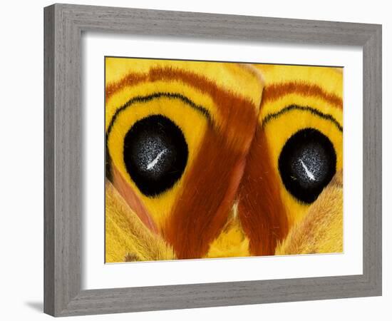 Close-Up of Saturnia Moth Wings, Pennsylvania, USA-Nancy Rotenberg-Framed Photographic Print