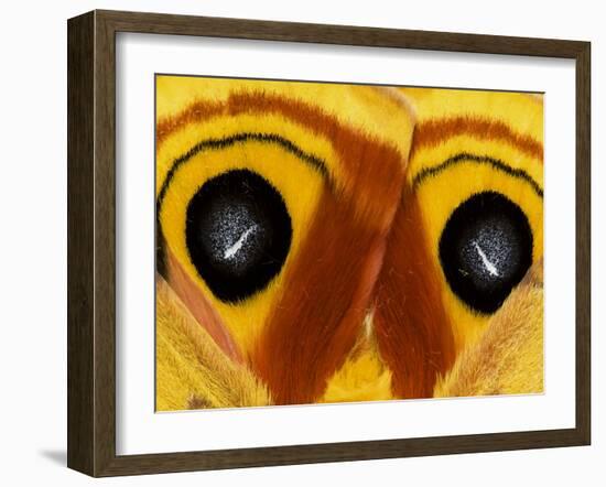 Close-Up of Saturnia Moth Wings, Pennsylvania, USA-Nancy Rotenberg-Framed Photographic Print