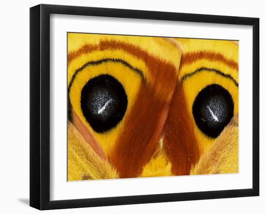 Close-Up of Saturnia Moth Wings, Pennsylvania, USA-Nancy Rotenberg-Framed Photographic Print