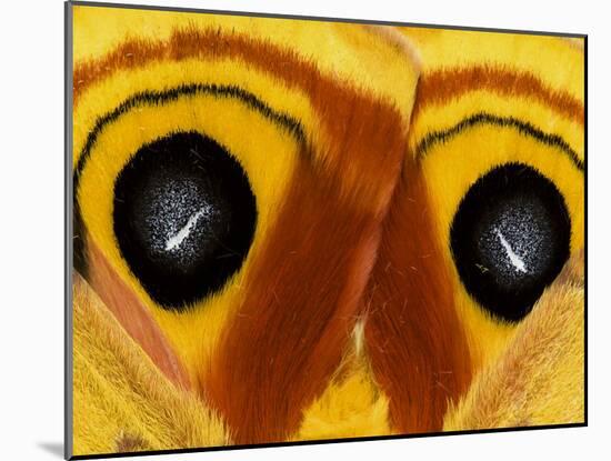 Close-Up of Saturnia Moth Wings, Pennsylvania, USA-Nancy Rotenberg-Mounted Photographic Print