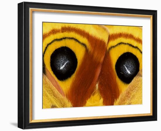 Close-Up of Saturnia Moth Wings, Pennsylvania, USA-Nancy Rotenberg-Framed Photographic Print