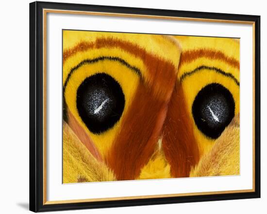 Close-Up of Saturnia Moth Wings, Pennsylvania, USA-Nancy Rotenberg-Framed Photographic Print