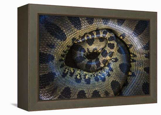 Close Up of Scales of an Anaconda, Guyana-Pete Oxford-Framed Premier Image Canvas
