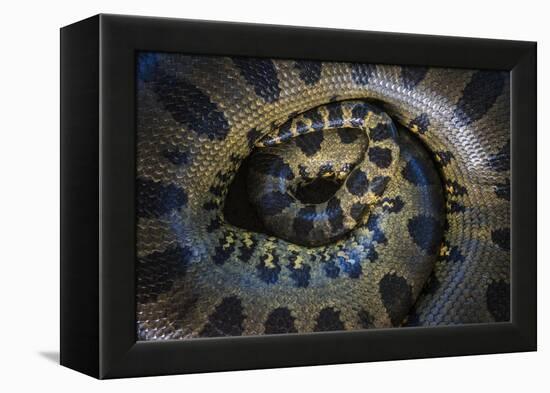 Close Up of Scales of an Anaconda, Guyana-Pete Oxford-Framed Premier Image Canvas