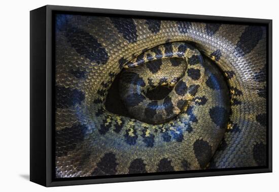 Close Up of Scales of an Anaconda, Guyana-Pete Oxford-Framed Premier Image Canvas