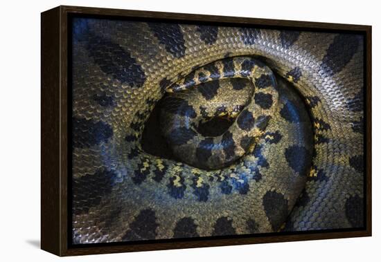 Close Up of Scales of an Anaconda, Guyana-Pete Oxford-Framed Premier Image Canvas