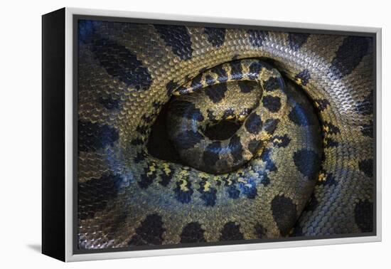 Close Up of Scales of an Anaconda, Guyana-Pete Oxford-Framed Premier Image Canvas