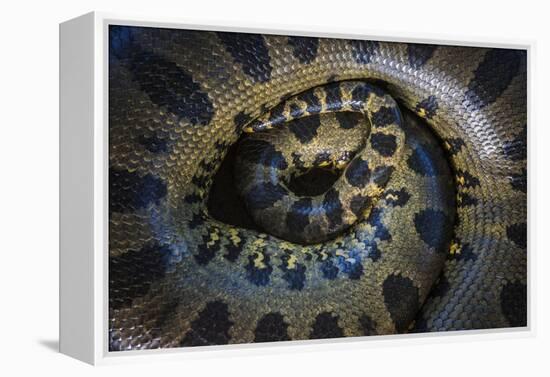 Close Up of Scales of an Anaconda, Guyana-Pete Oxford-Framed Premier Image Canvas