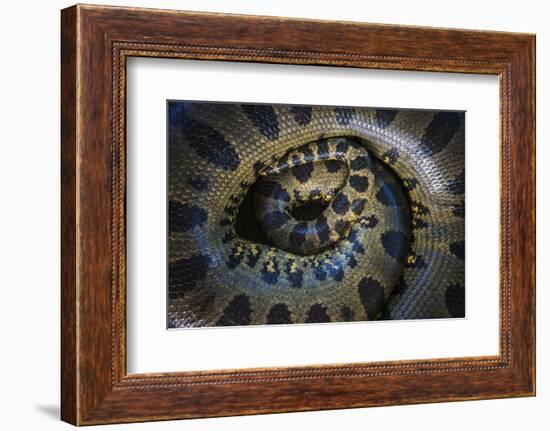 Close Up of Scales of an Anaconda, Guyana-Pete Oxford-Framed Photographic Print