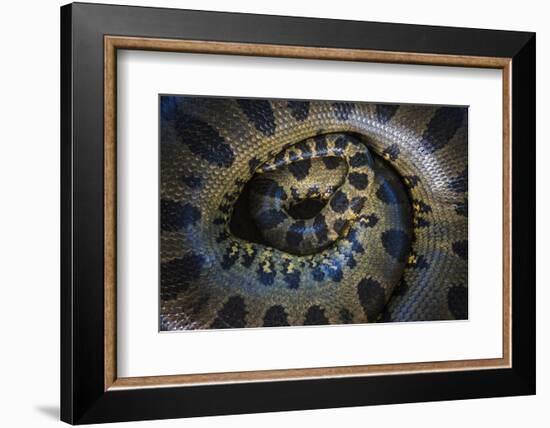 Close Up of Scales of an Anaconda, Guyana-Pete Oxford-Framed Photographic Print