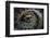 Close Up of Scales of an Anaconda, Guyana-Pete Oxford-Framed Photographic Print