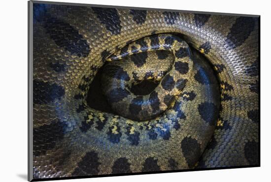 Close Up of Scales of an Anaconda, Guyana-Pete Oxford-Mounted Photographic Print