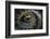 Close Up of Scales of an Anaconda, Guyana-Pete Oxford-Framed Photographic Print