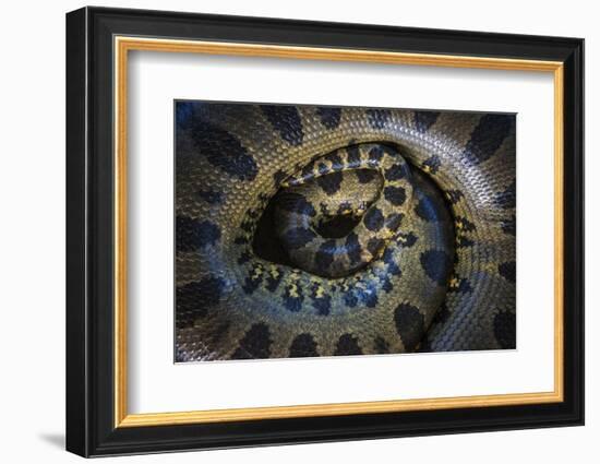 Close Up of Scales of an Anaconda, Guyana-Pete Oxford-Framed Photographic Print