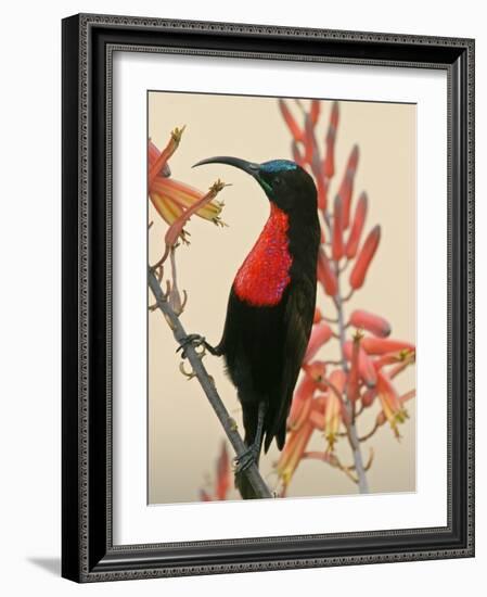 Close-up of Scarlet-Breasted Sunbird on Limb, Ndutu, Tanzania-Arthur Morris-Framed Photographic Print