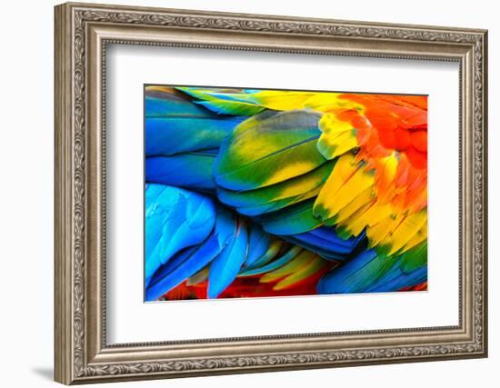 Close up of Scarlet Macaw Bird's Feathers-Narupon Nimpaiboon-Framed Photographic Print