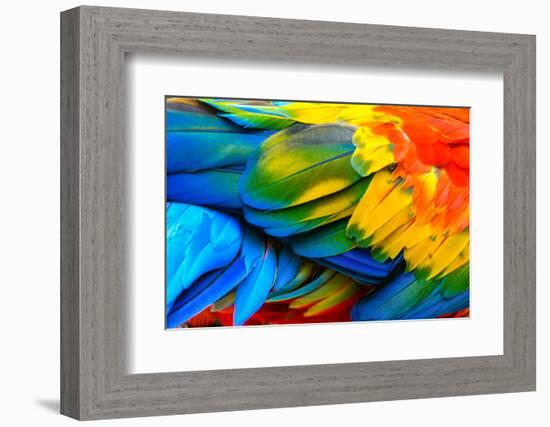 Close up of Scarlet Macaw Bird's Feathers-Narupon Nimpaiboon-Framed Photographic Print