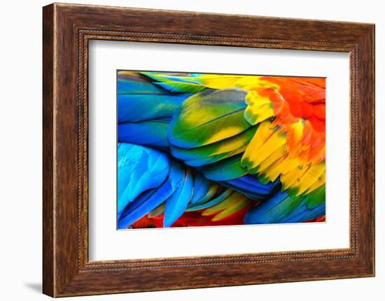 Close up of Scarlet Macaw Bird's Feathers-Narupon Nimpaiboon-Framed Photographic Print