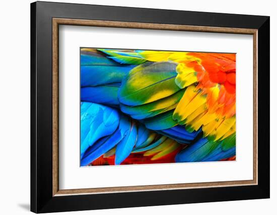 Close up of Scarlet Macaw Bird's Feathers-Narupon Nimpaiboon-Framed Photographic Print