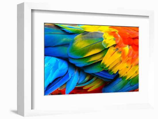 Close up of Scarlet Macaw Bird's Feathers-Narupon Nimpaiboon-Framed Photographic Print