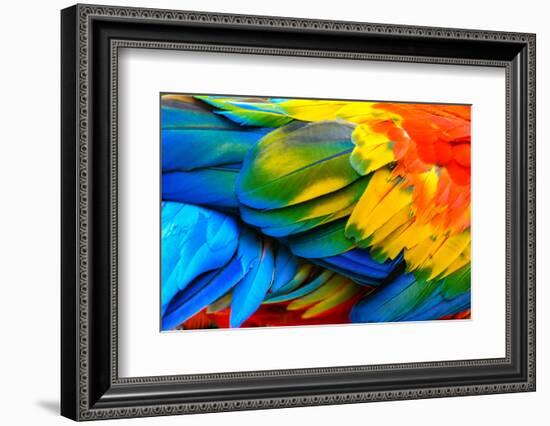 Close up of Scarlet Macaw Bird's Feathers-Narupon Nimpaiboon-Framed Photographic Print