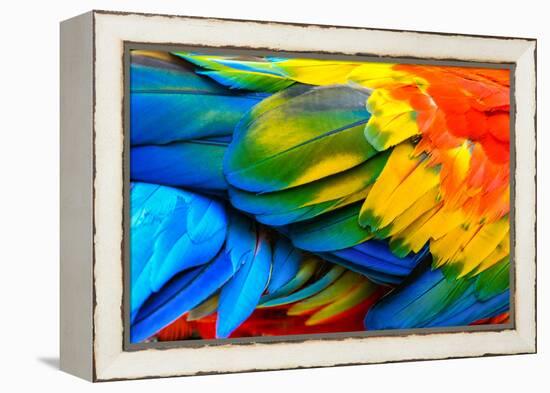 Close up of Scarlet Macaw Bird's Feathers-Narupon Nimpaiboon-Framed Premier Image Canvas