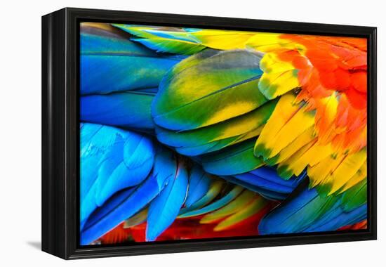 Close up of Scarlet Macaw Bird's Feathers-Narupon Nimpaiboon-Framed Premier Image Canvas