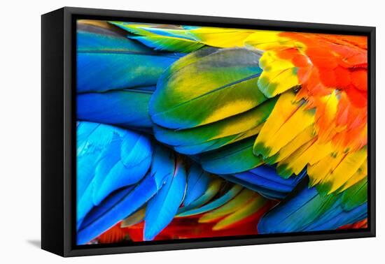 Close up of Scarlet Macaw Bird's Feathers-Narupon Nimpaiboon-Framed Premier Image Canvas