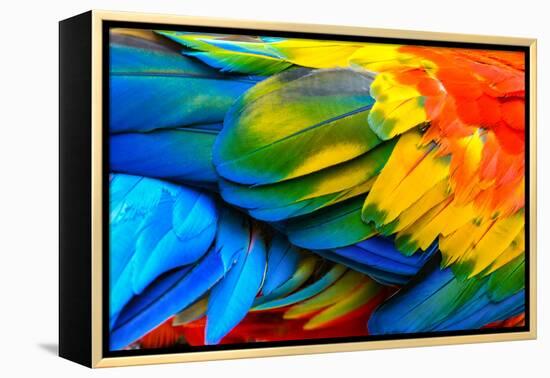 Close up of Scarlet Macaw Bird's Feathers-Narupon Nimpaiboon-Framed Premier Image Canvas