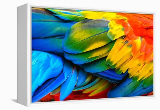 Close up of Scarlet Macaw Bird's Feathers-Narupon Nimpaiboon-Framed Premier Image Canvas