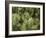 Close up of Scots Pine Leaves or Needles, Pinus Sylvestris-Amanda Hall-Framed Photographic Print