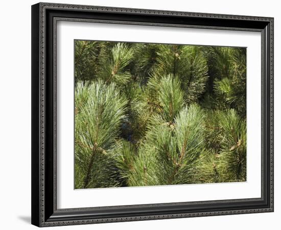 Close up of Scots Pine Leaves or Needles, Pinus Sylvestris-Amanda Hall-Framed Photographic Print