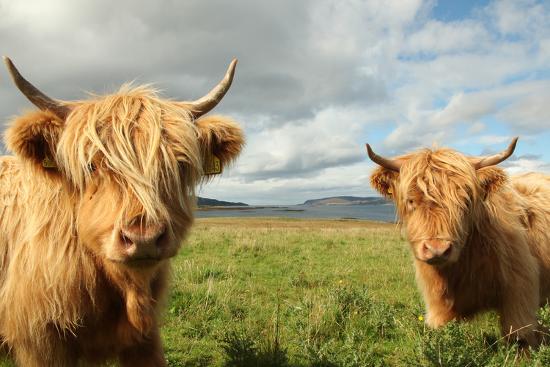 Highland Cattle Even Though I Am Most Definitely A City Highland Cattle Even Though I Am Most Definitely A City