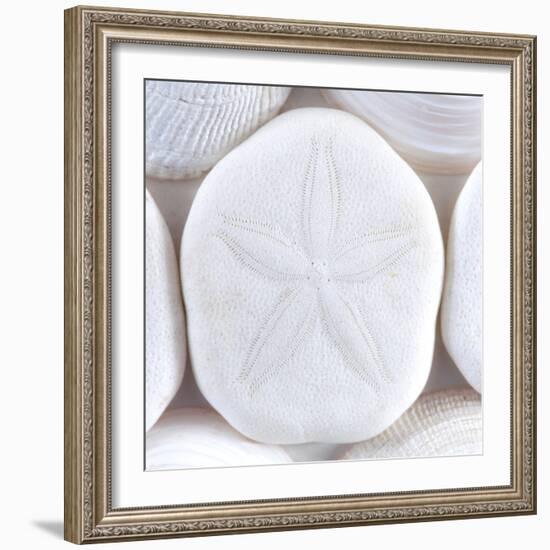 Close-Up of Sea Shells and Sand Dollar, Washington, USA-Jaynes Gallery-Framed Photographic Print