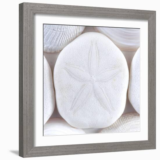 Close-Up of Sea Shells and Sand Dollar, Washington, USA-Jaynes Gallery-Framed Photographic Print