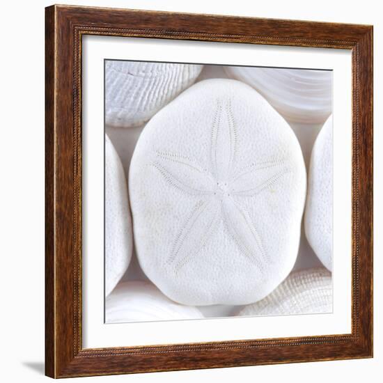 Close-Up of Sea Shells and Sand Dollar, Washington, USA-Jaynes Gallery-Framed Photographic Print