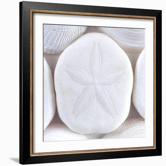 Close-Up of Sea Shells and Sand Dollar, Washington, USA-Jaynes Gallery-Framed Photographic Print