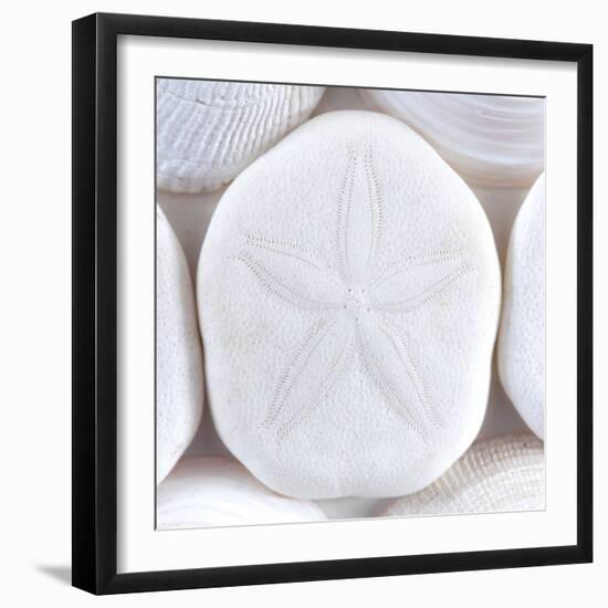 Close-Up of Sea Shells and Sand Dollar, Washington, USA-Jaynes Gallery-Framed Photographic Print